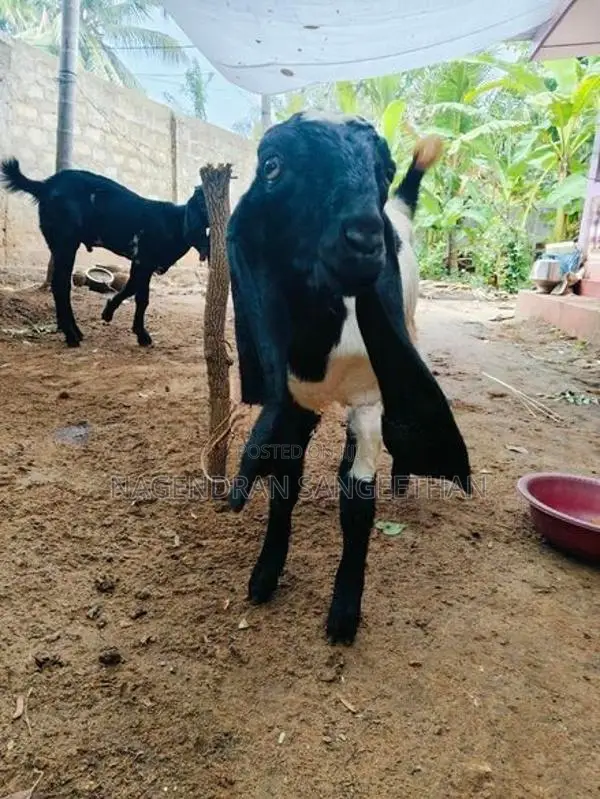 கிடாய் மறி ஆடு
