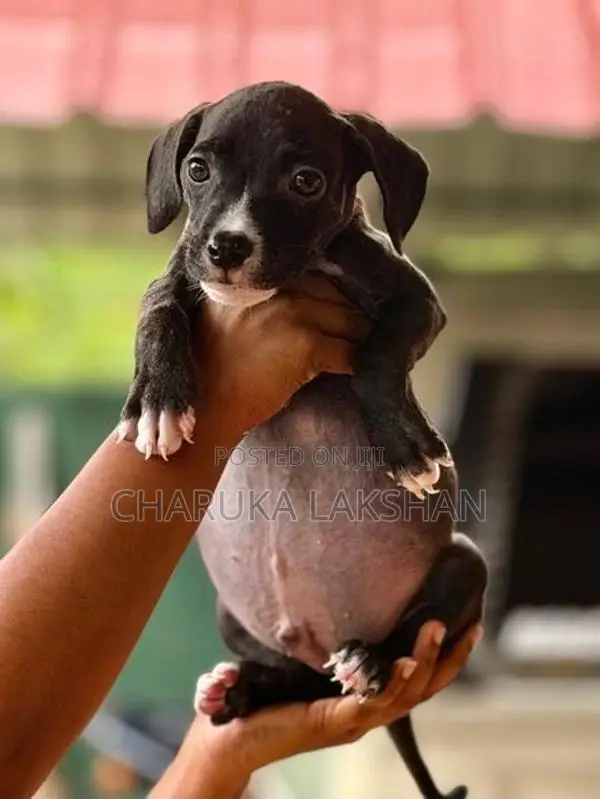 American Bully
