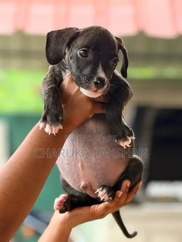 American Bully