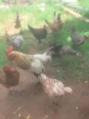 நாட்டு கோழி - Poultry
