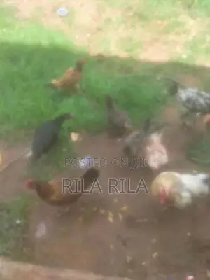 நாட்டு கோழி - Poultry