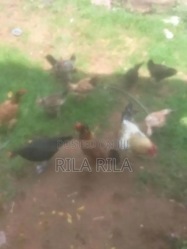 நாட்டு கோழி - Poultry
