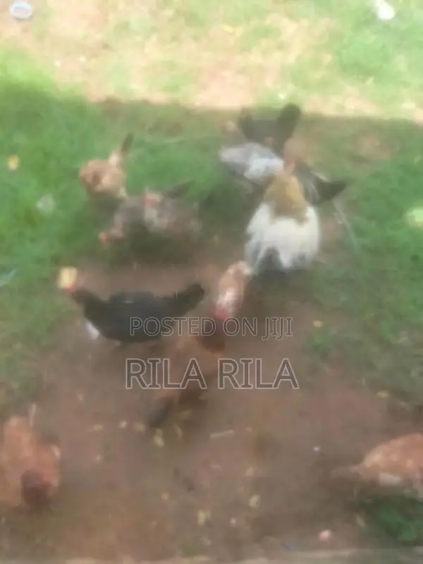 நாட்டு கோழி - Poultry