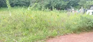 Millaniya Roda L and For Sale Horana