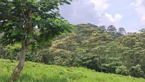 Land For Sale In Pussellawa