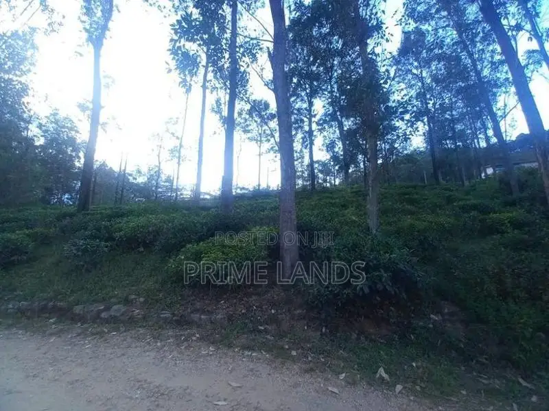Land For Sale In Pussellawa Delta Estate