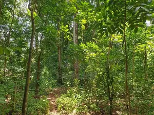 සියඹලාවලානෙන් මහෝගනී,කොස්,තේක්ක ගස් රාශියකින් සමන්විත පර්චස් 80 ක ඉඩම