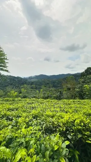 Valuable Tea State for Sale in Kuruwita