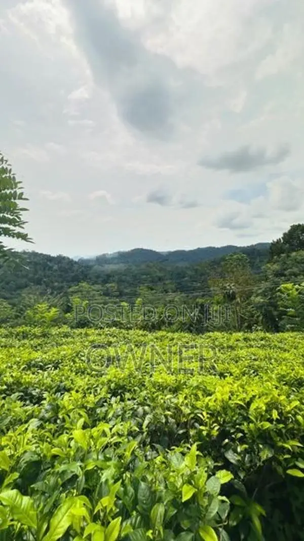 Valuable Tea State for Sale in Kuruwita