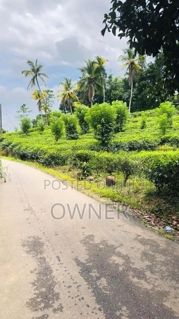 Valuable Tea State for Sale in Kuruwita
