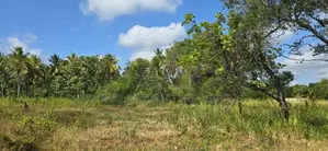 Land For Sale In Dambulla - දඹුල්ලෙන් අනර්ඝ ඉඩමක් විකිණීමට