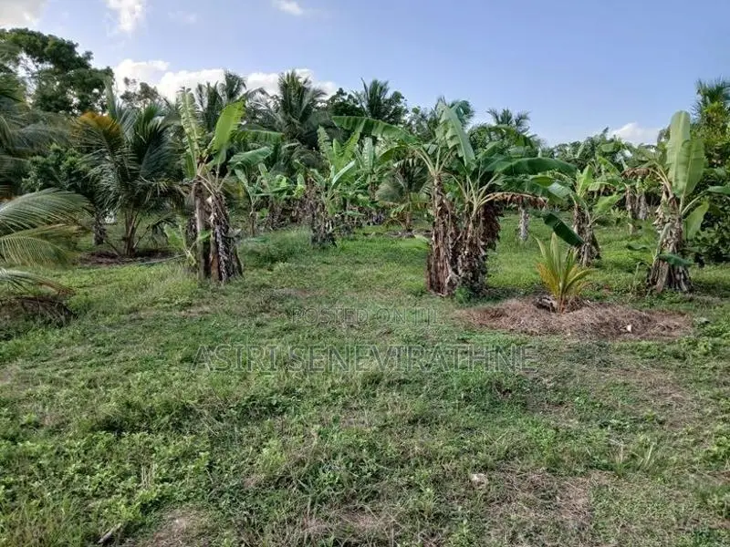 දැදුරු ඔය ජලාශය ආසන්නයේ ඉඩමක් විකිණීමට - Nikaweratiya