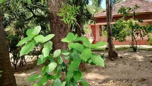 Land with House for Sale in Nallur