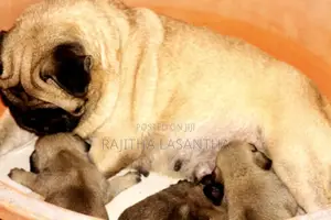 1-3 months Male Purebred Pug