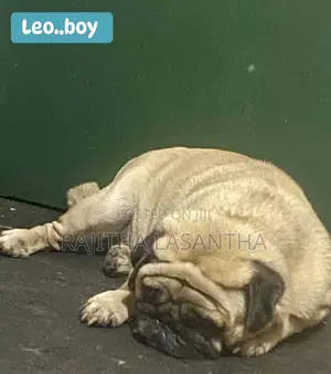 1-3 months Male Purebred Pug