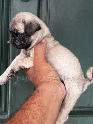 1-3 months Male Purebred Pug