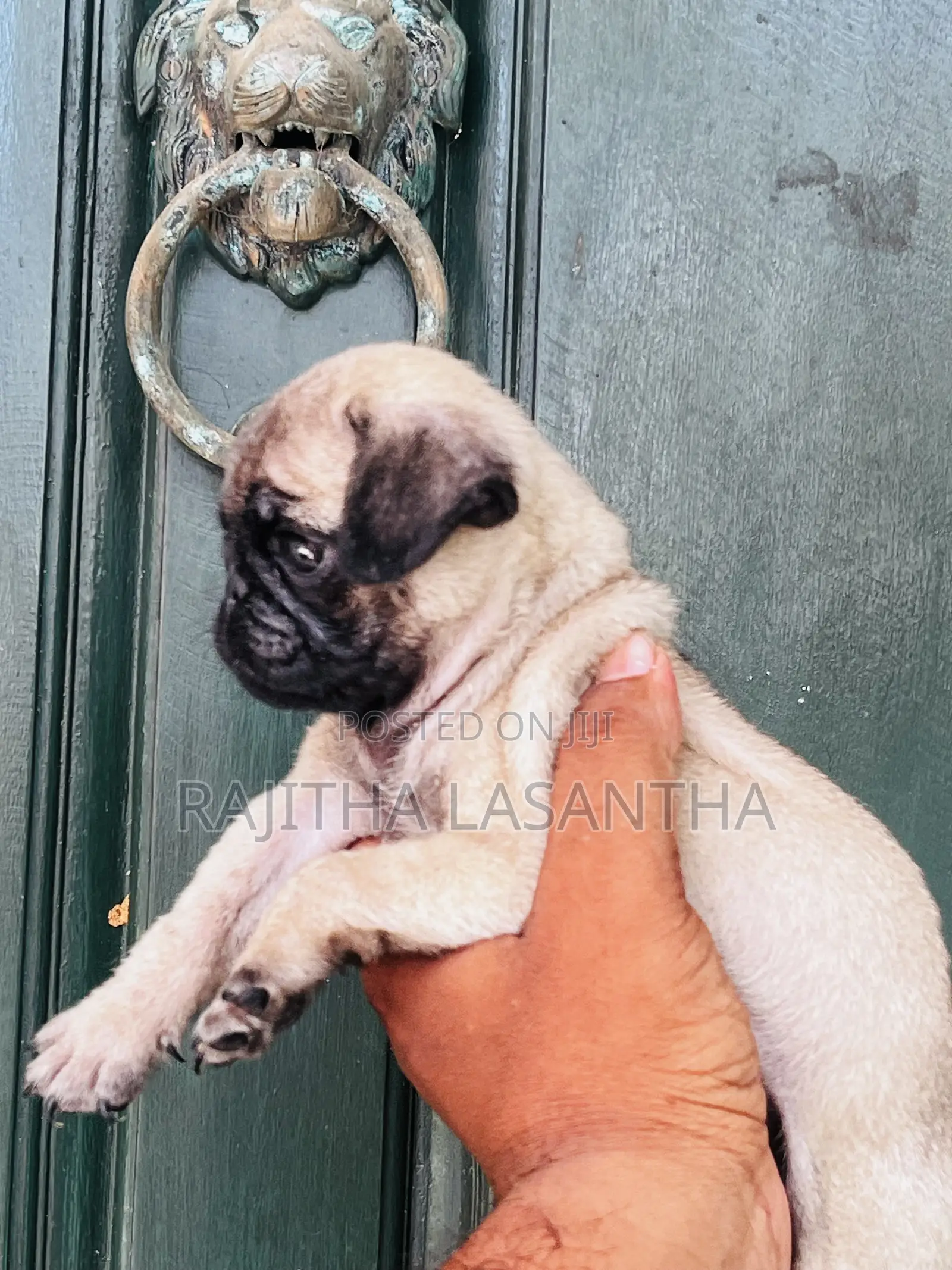 1-3 months Male Purebred Pug