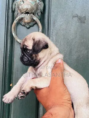 1-3 months Male Purebred Pug