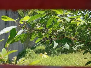 Land for sale in rathmalana