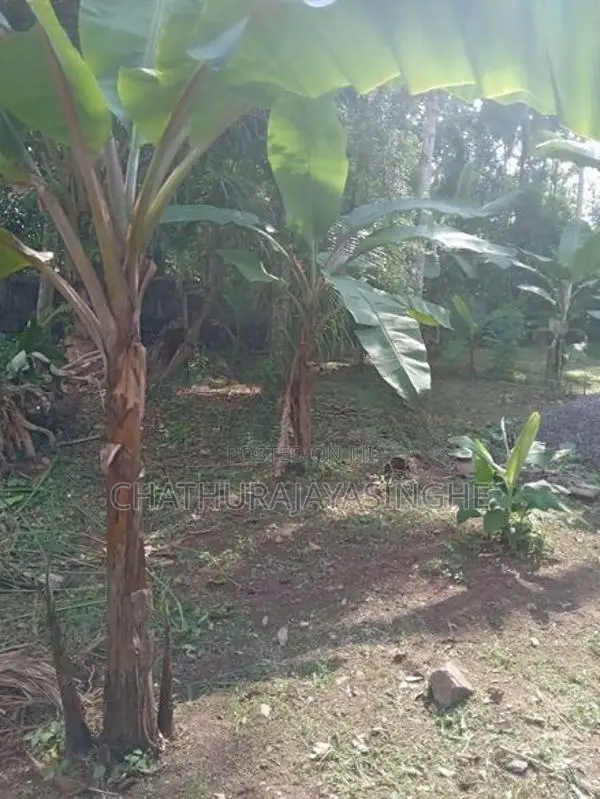 Land For Sale Ragama Road
