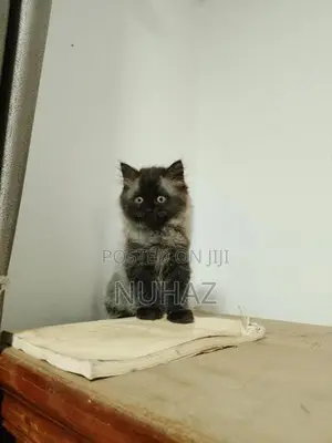 Persian Kitten