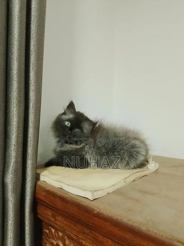 Persian Kitten