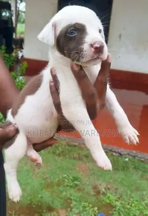 American Bully Puppies