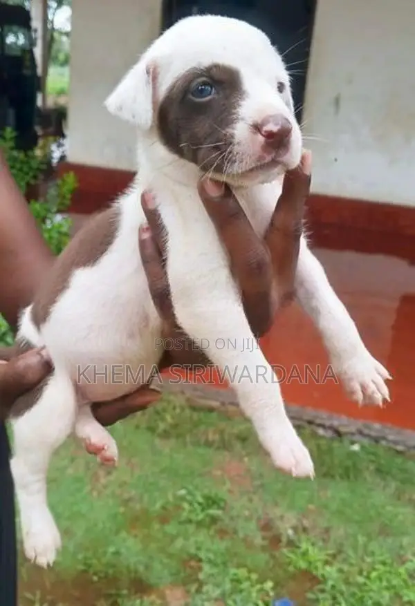 American Bully Puppies