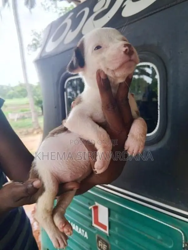 American Bully Puppies