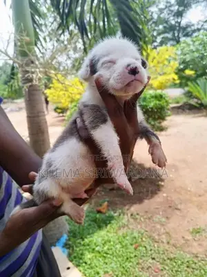 American Bully Puppies
