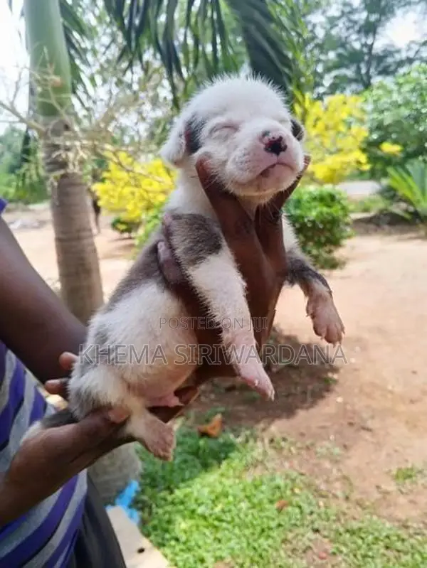 American Bully Puppies