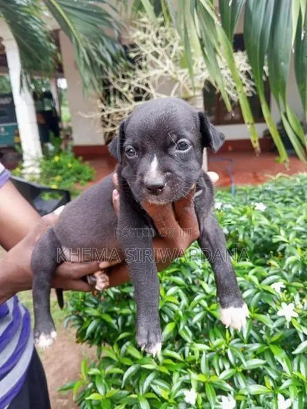 American Bully Puppies