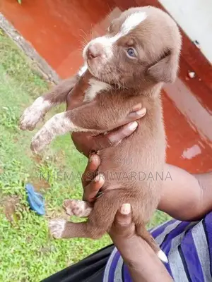American Bully Puppies