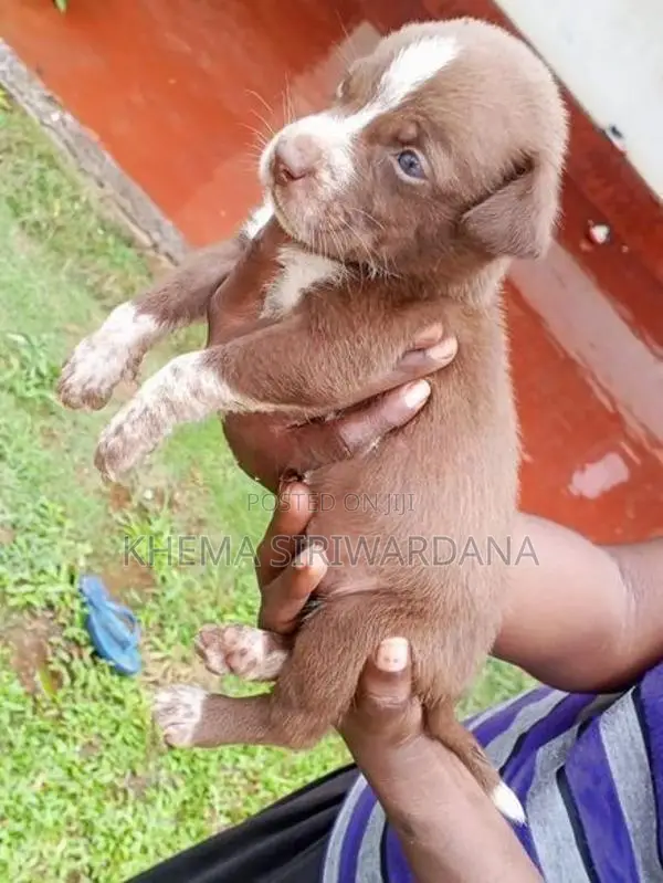 American Bully Puppies