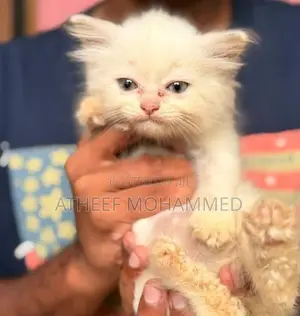 Persian Cats