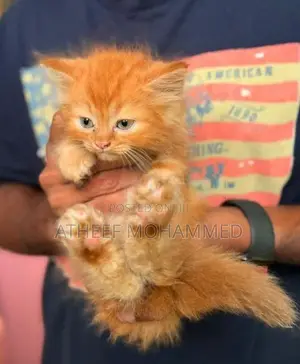 Persian Cats