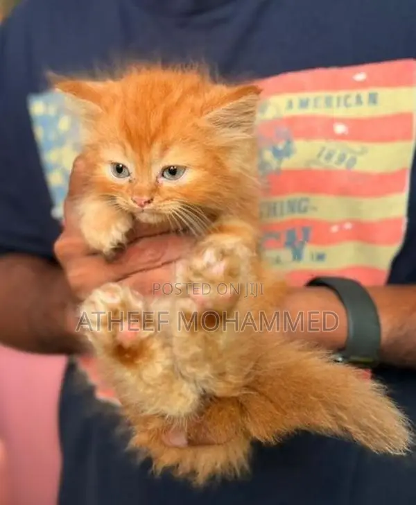 Persian Cats