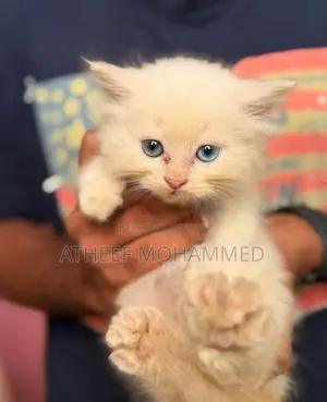 Persian Cats