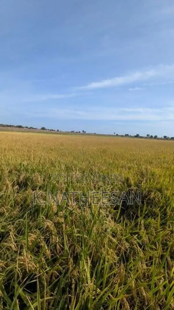 Paddy Seeds
