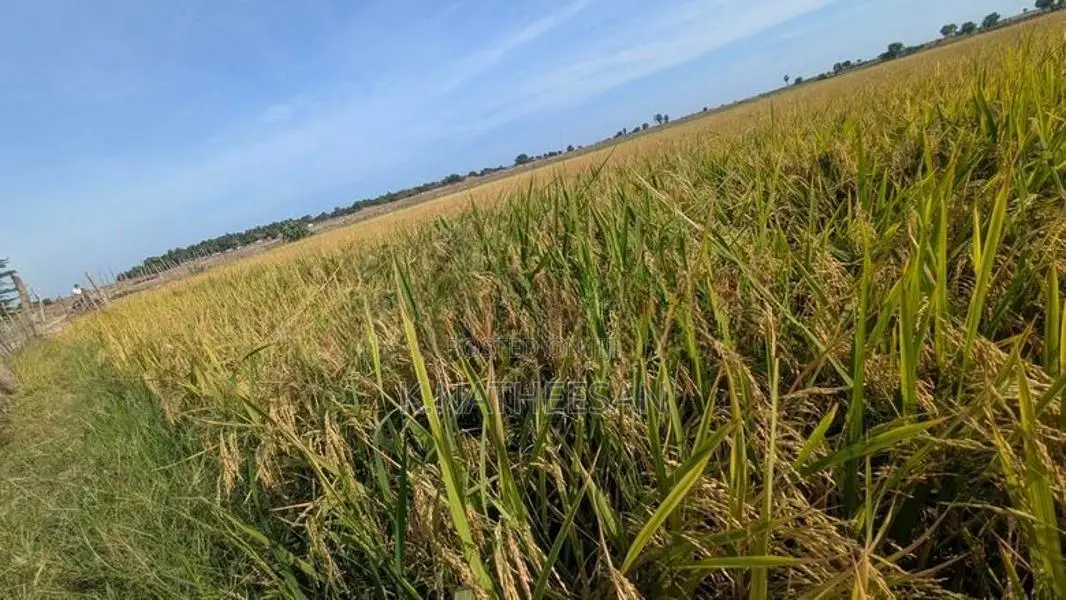 Paddy Seeds