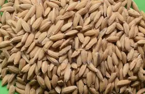 Paddy Seeds