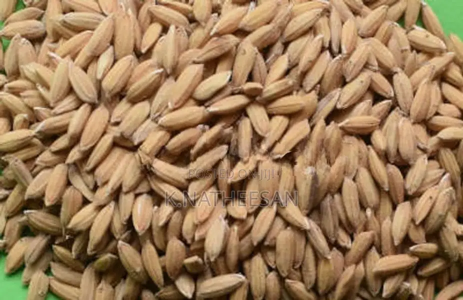 Paddy Seeds