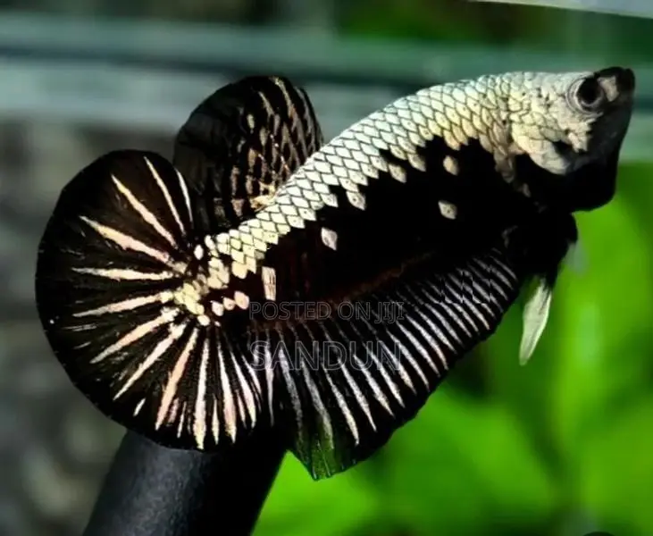 Black Samurai Betta Fish