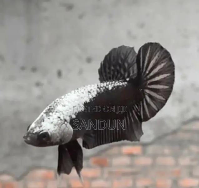 Black Samurai Betta Fish