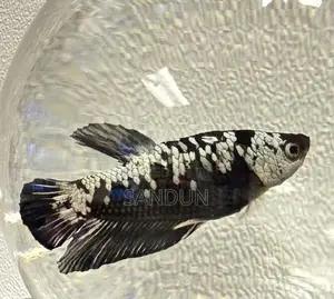 Black Samurai Betta Fish