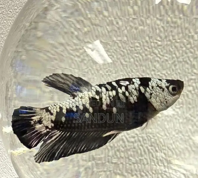 Black Samurai Betta Fish