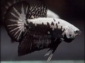 Black Samurai Betta Fish