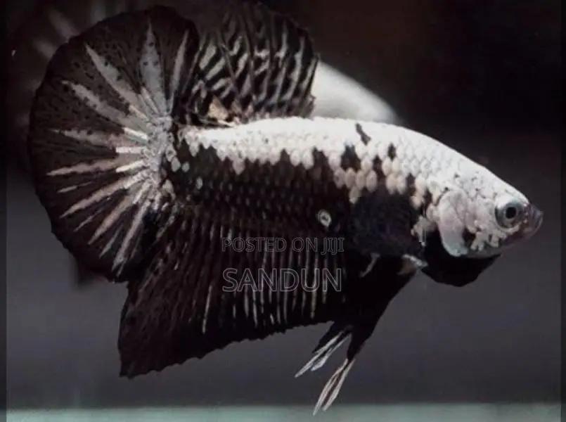 Black Samurai Betta Fish