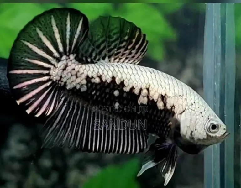 Black Samurai Betta Fish
