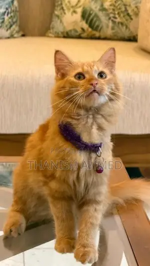 Persian Cat